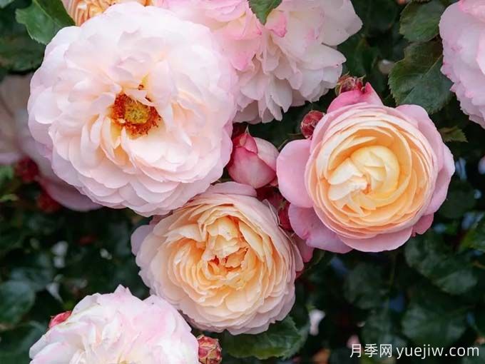 推荐10款玫昂的优秀月季，懒人月季天花板(图1)