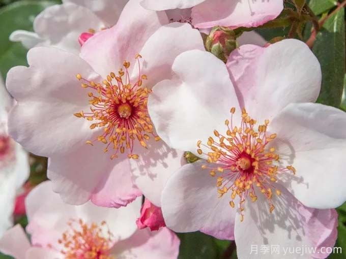 推荐10款玫昂的优秀月季，懒人月季天花板(图3)