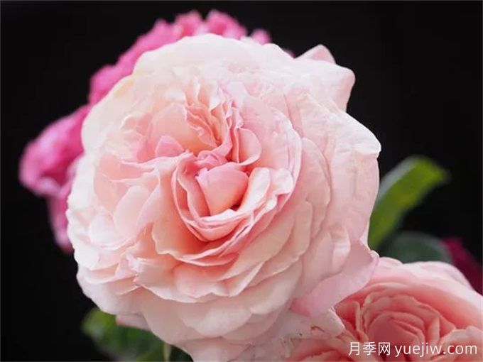 推荐10款玫昂的优秀月季，懒人月季天花板(图5)