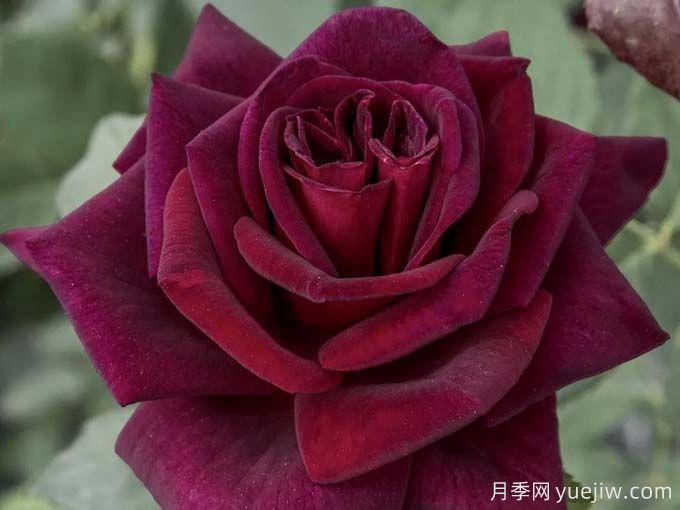 推荐10款玫昂的优秀月季，懒人月季天花板(图9)