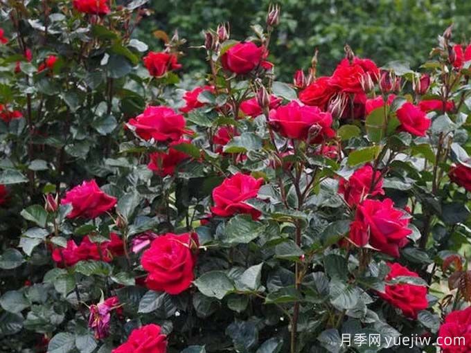 推荐10款玫昂的优秀月季，懒人月季天花板(图8)