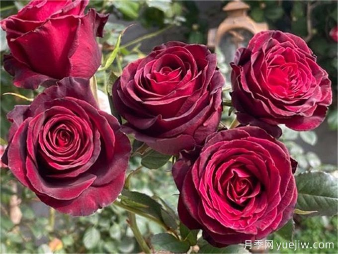 推荐10款玫昂的优秀月季，懒人月季天花板(图10)