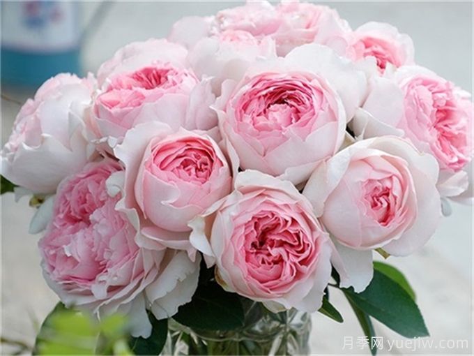 伊芙月季品种有很多，分享5种好看好养(图4)