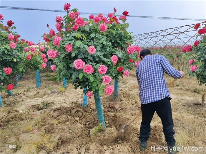 秋季移栽月季苗的注意事项(图2)