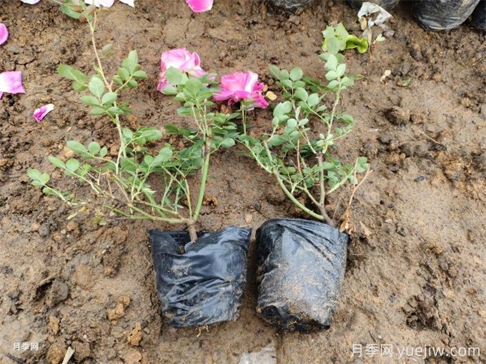 秋季移栽月季苗的注意事项(图3)