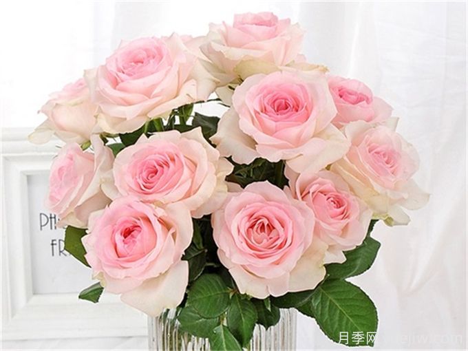 花店必备80种玫瑰花，开始认识多色切花月季(图10)