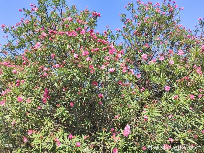 200种园林植物识别、应用与养护(图3)