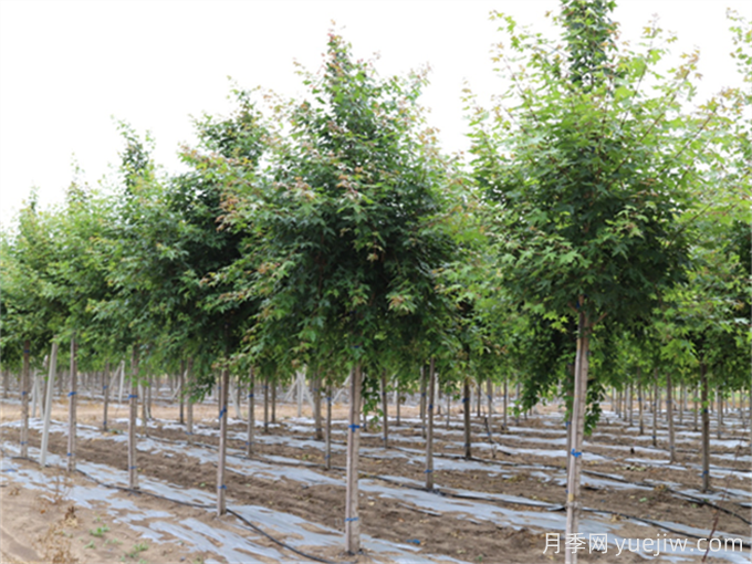 三角枫、五角枫、元宝枫、鸡爪槭、红枫的区别(图2)