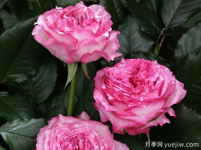 乡村女郎月季Country Spirit Lady(图1)