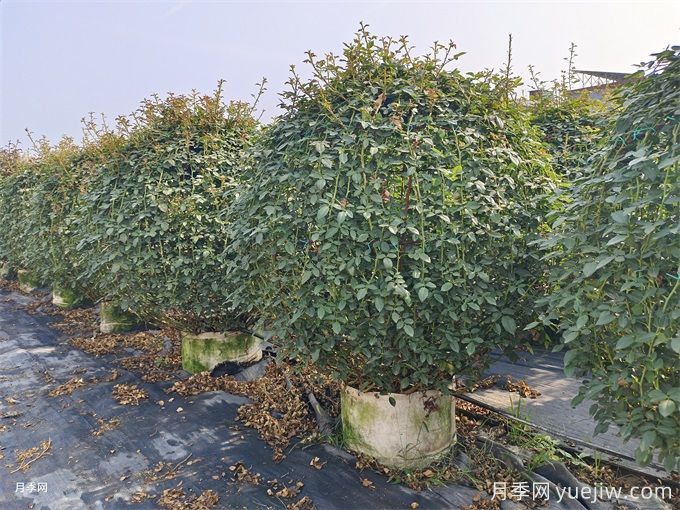 1米造型月季花球精品苗价格(图1)