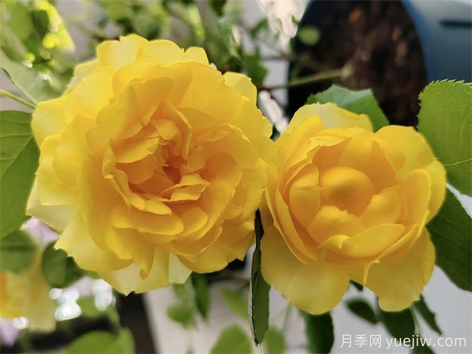 推荐7个花期超长的月季品种，而且勤花多头(图1)