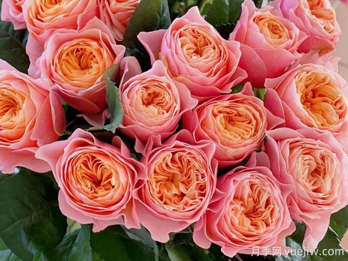 单朵花期超长的6种月季，一朵开30天(图4)