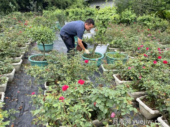 金九银十,如何做好月季管护?(图3) 金九银十,如何做好月季管护?(图1)