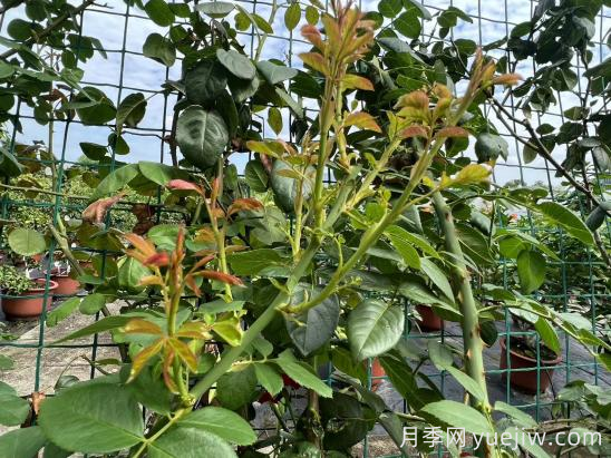 金九银十,如何做好月季管护?(图5) 金九银十,如何做好月季管护?(图2)