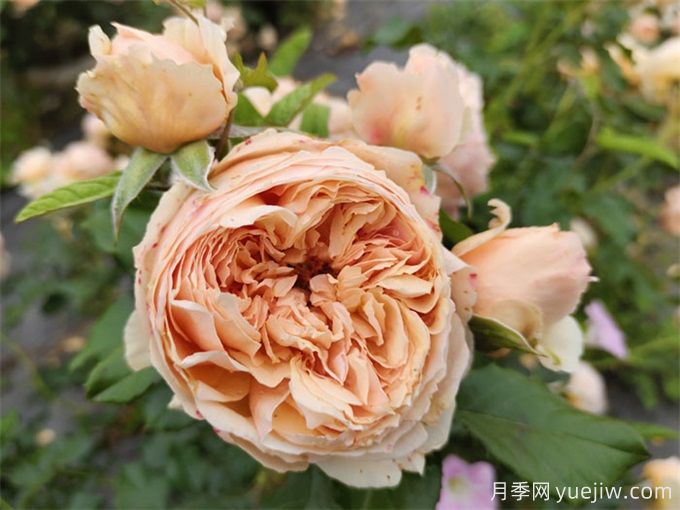 秋天开爆花的月季，夏季需要如何修剪和施肥？(图2)