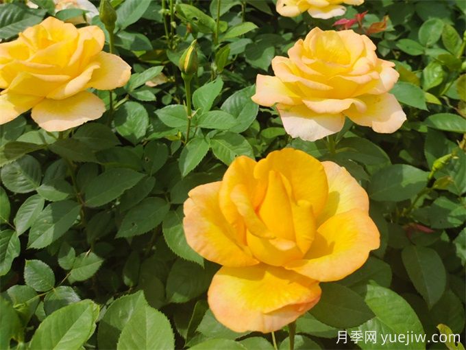 秋天开爆花的月季，夏季需要如何修剪和施肥？(图1)