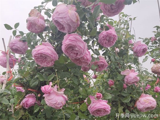 月季花苞为什么会垂头无法直立？(图1)