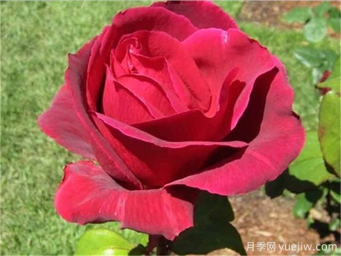 分享30款黑色月季品种(图4)