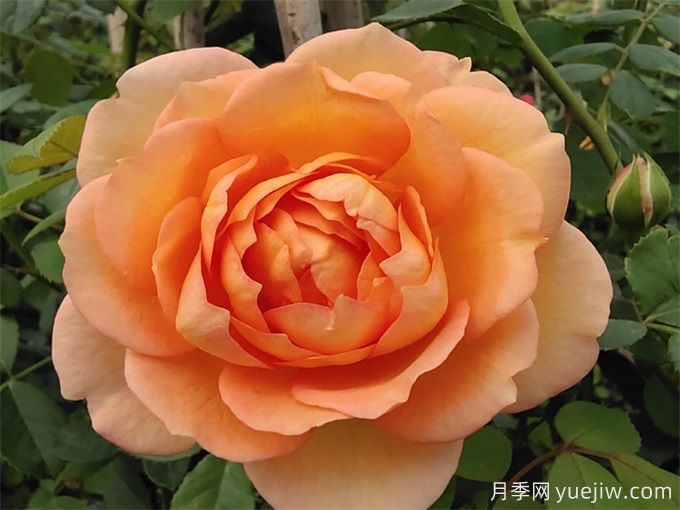 夏洛特夫人月季让人又爱又恨(图1)