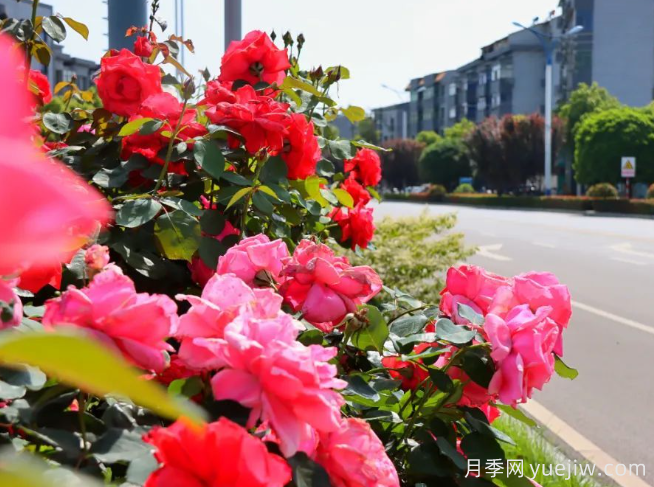 宜昌市董市镇，月季绽放月季小镇(图2)