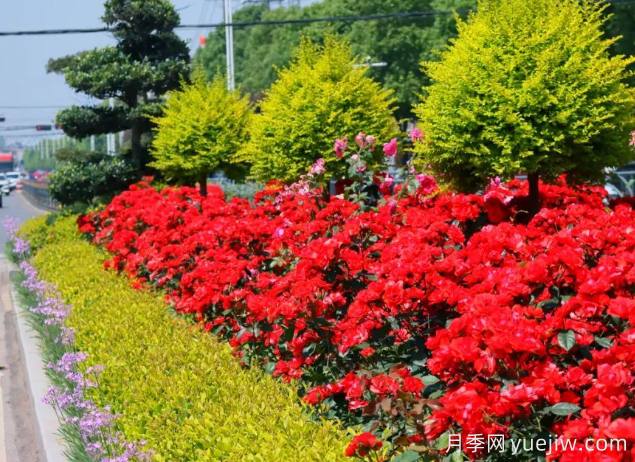 宜昌市董市镇，月季绽放月季小镇(图4)