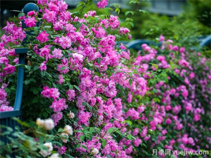 月季名园：宁波植物园月季园(图4)