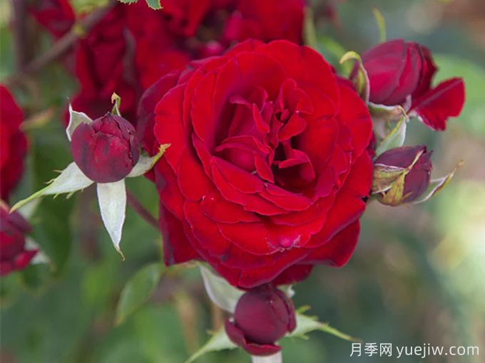 黑珍珠月季Black Pearl(图2)