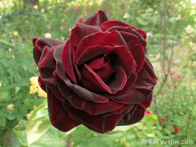 黑珍珠月季Black Pearl(图3)