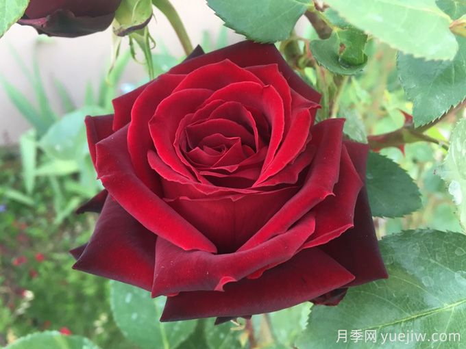 黑珍珠月季Black Pearl(图1)