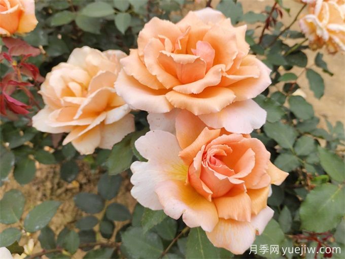 月季养殖没那么难，给你三字经(图1)