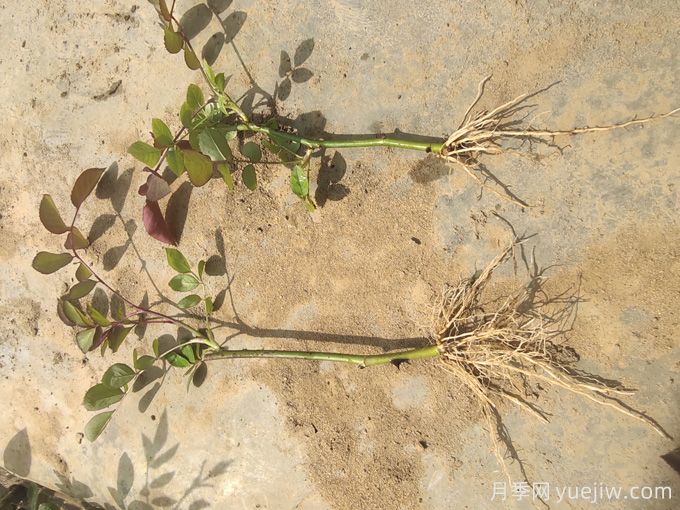 学会2招，月季花扦插没那么难(图2)