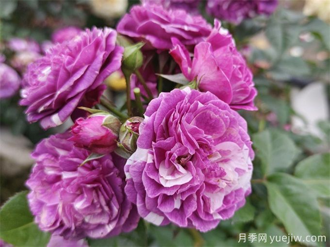 栽植养护月季需要注意什么？(图1)