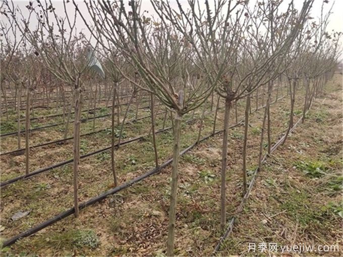 冬季月季清园时，石硫合剂的应用误区(图2)