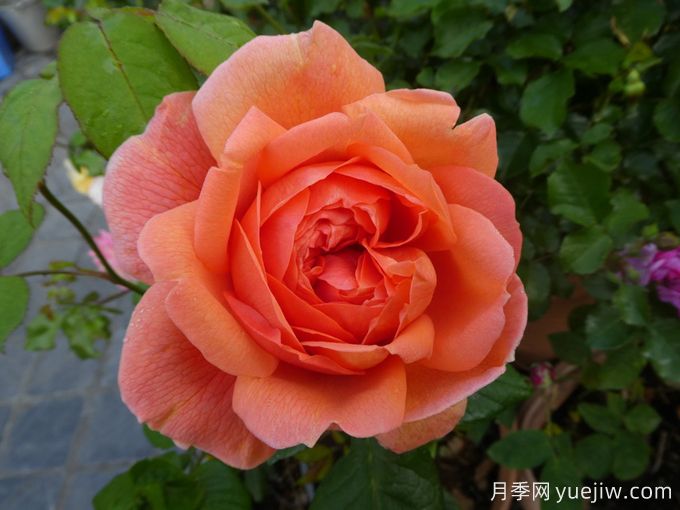 英国大卫奥斯汀月季为什么那么火？(图3)