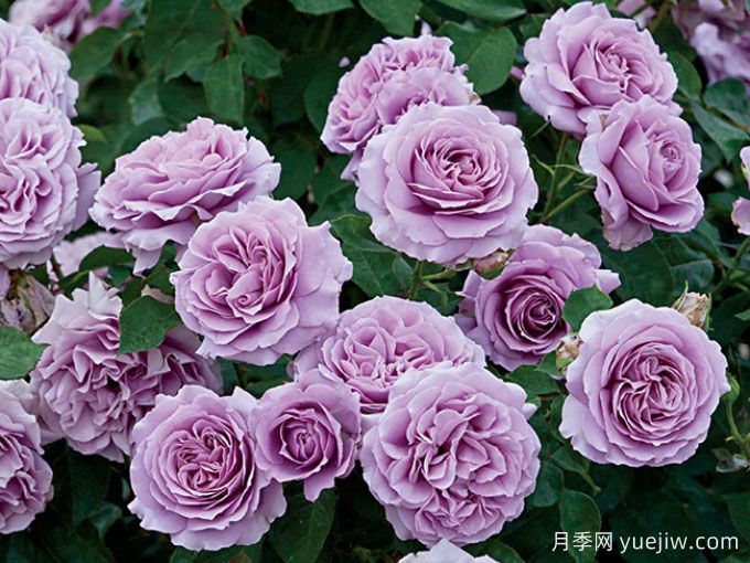 立秋后的月季养护，这5点要注意！(图2)