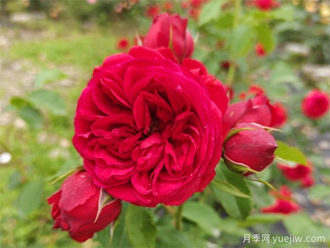 月季推荐，红苹果(图1)