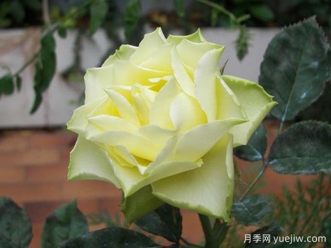 月季推荐，柠檬水月季(图1)