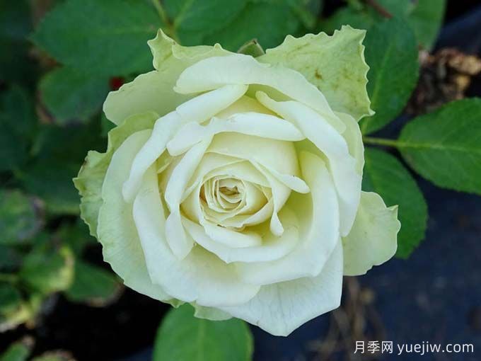 月季推荐，浪漫格林月季(图1)