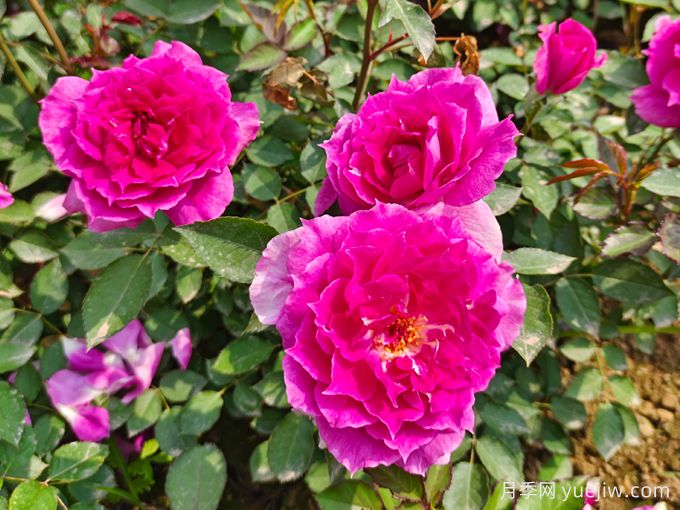 月季推荐，天方夜谭月季(图1)