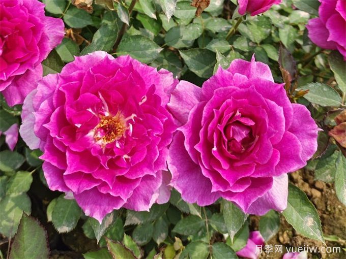 月季推荐，天方夜谭月季(图2)