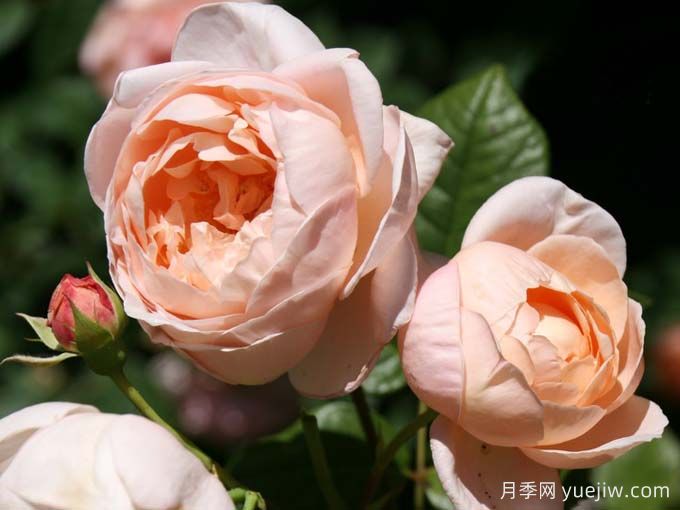  月季推荐，安布里奇月季(图2)