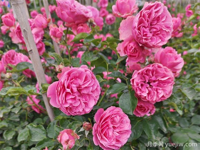有一种粉玫瑰叫粉色达芬奇月季(图2)