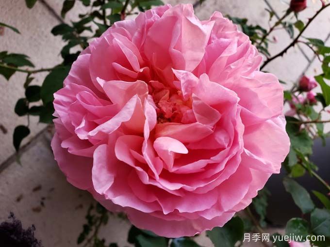  月季推荐，舍农索城堡的女人月季(图1)