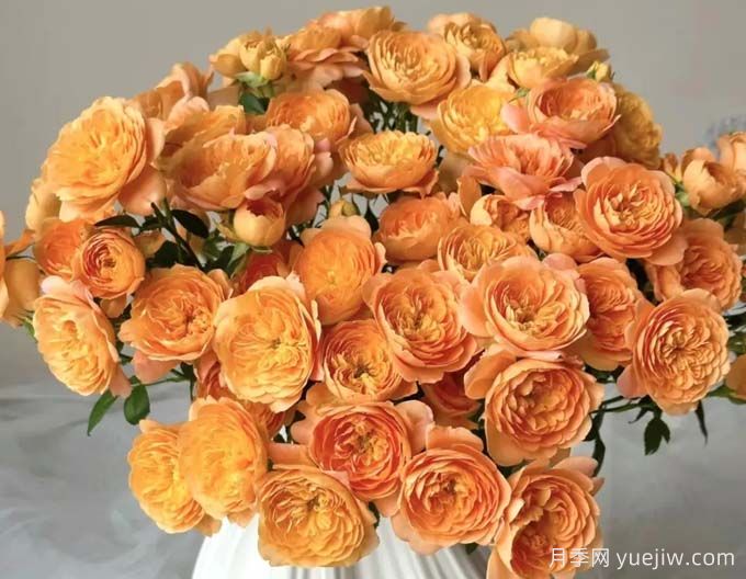 月季百科：果汁泡泡月季(图1)