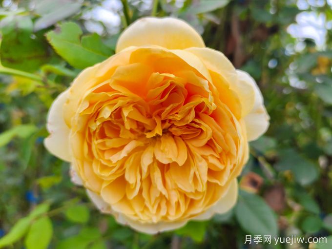 黄金庆典月季，世界上最壮观的月季(图1)