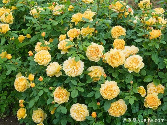 黄金庆典月季，世界上最壮观的月季(图3)