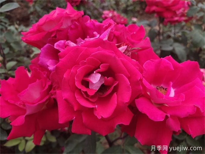 玫瑰花语数学课：一朵、三朵还是百朵？(图3)