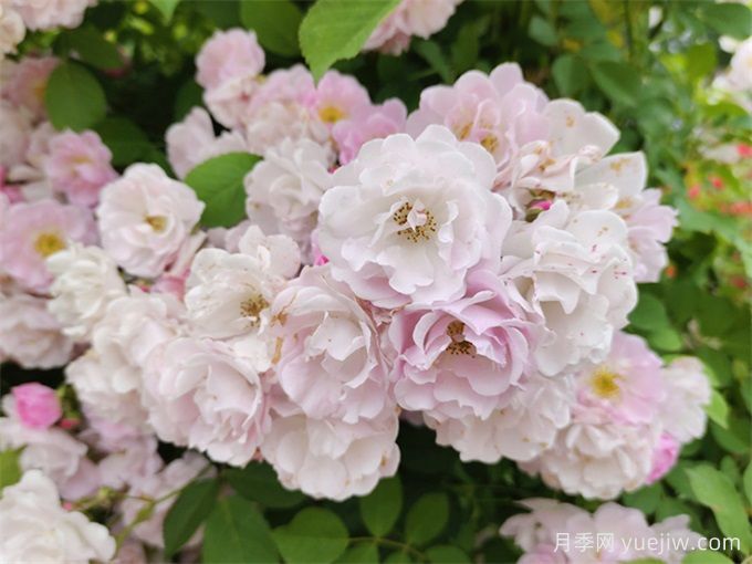 世界上最浪漫的10种花，月季花排首位(图3)