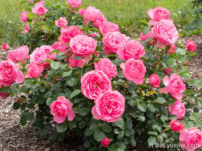 粉色达芬奇，阳台党也能拥有的小型藤本月季(图2)