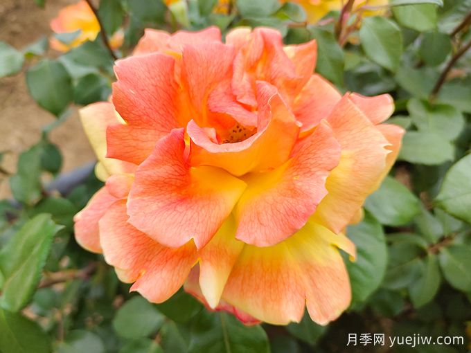 中国十大名花，谁是你心中最美的花(图1)